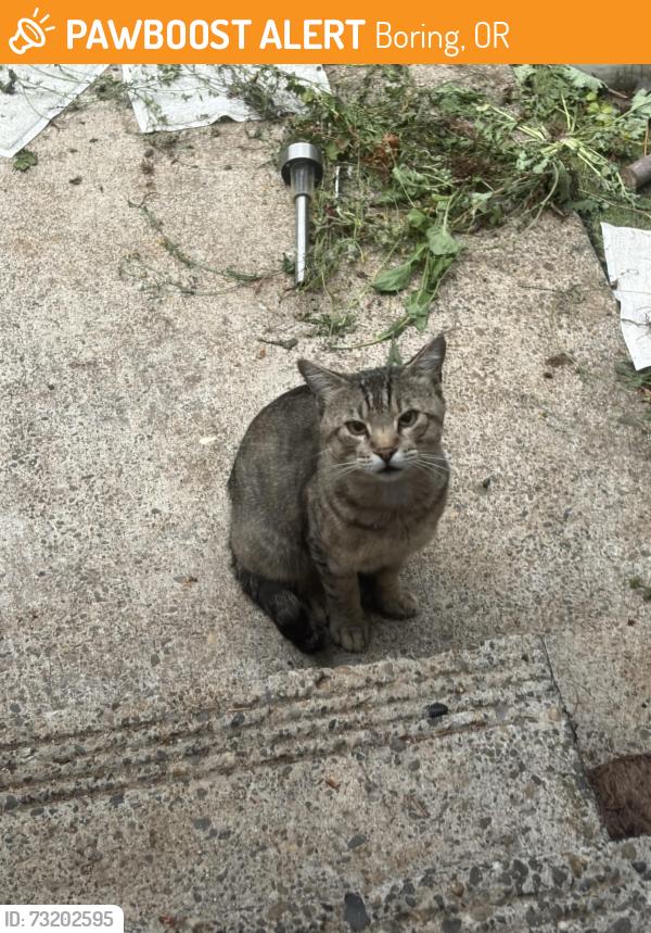 Found/Stray Male Cat last seen Between Bluff and 352 on Hauglum, Boring, OR 97009