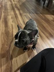 Lost Female Dog last seen Near sw 203rd Ave Miami Fl 33187, Homestead, FL 33031