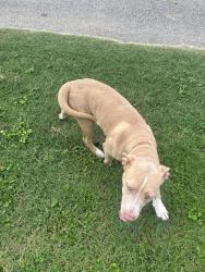 Found/Stray Female Dog last seen Macdona Lacoste, Bexar County, TX 78002