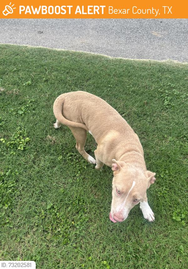 Found/Stray Female Dog last seen Macdona Lacoste, Bexar County, TX 78002
