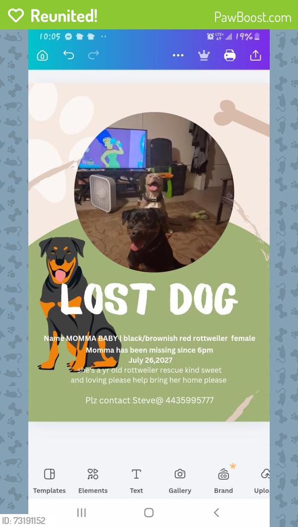 Reunited Female Dog last seen 31St. And Guilford Ave, Baltimore, MD 21218