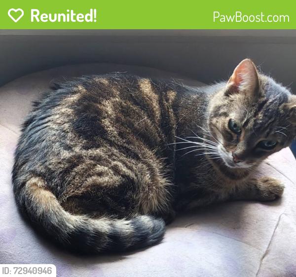 Reunited Female Cat last seen Intersection of Texas & George Bush, College Station, TX 77840