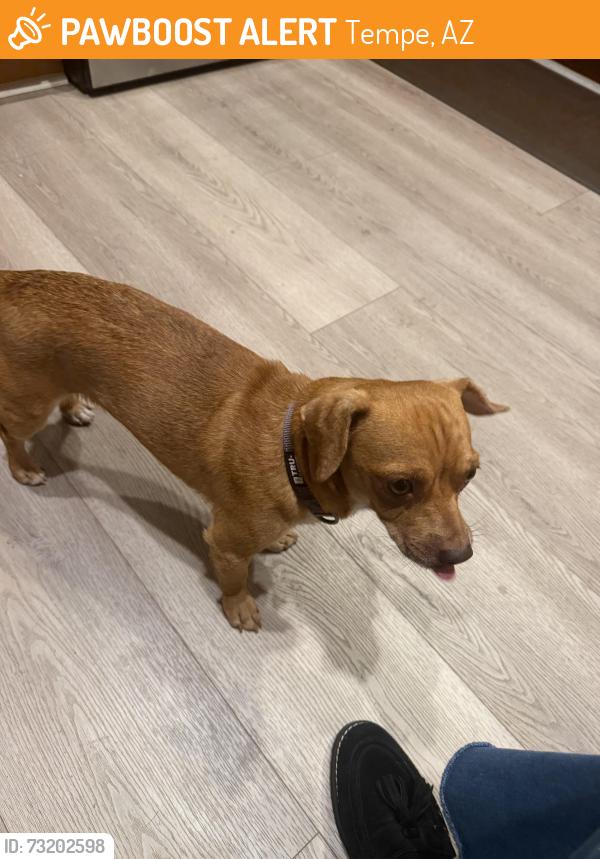 Found/Stray Male Dog last seen Mill Ave and Carter, Tempe, AZ 85282