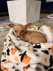 Found/Stray Male Dog last seen Violet Dr, Pharr, TX 78577