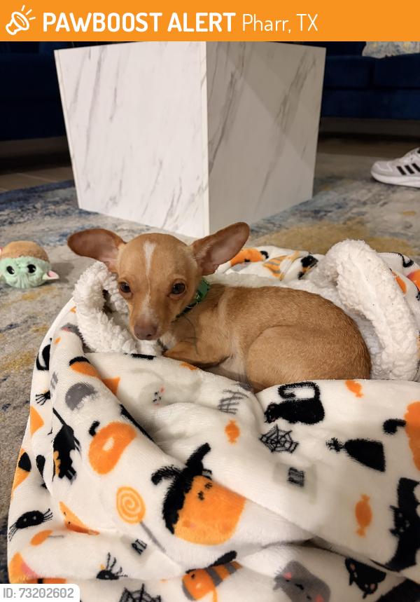 Found/Stray Male Dog last seen Violet Dr, Pharr, TX 78577