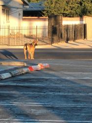 Found/Stray Unknown Dog last seen 15th st west & Ave I, Lancaster, CA 93534
