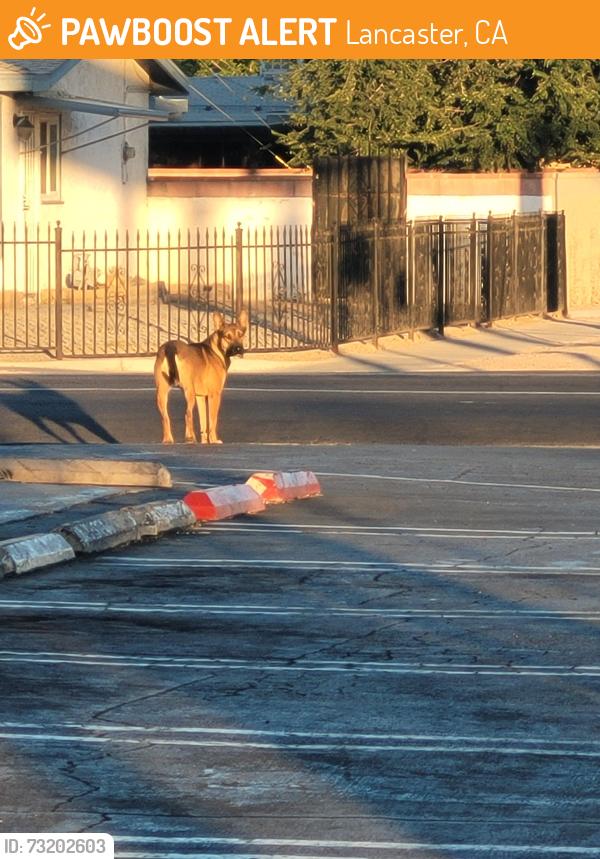 Found/Stray Unknown Dog last seen 15th st west & Ave I, Lancaster, CA 93534
