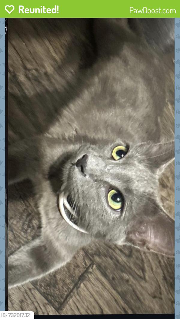 Reunited Male Cat last seen Friendly Village Trailer Park, Acacia Dr, Arlington, TX 76006