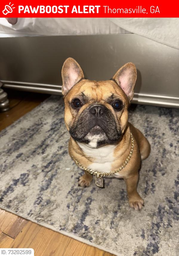 Lost Male Dog last seen Downtown thomasville, Thomasville, GA 31792