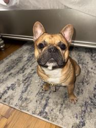 Lost Male Dog last seen Downtown thomasville, Thomasville, GA 31792