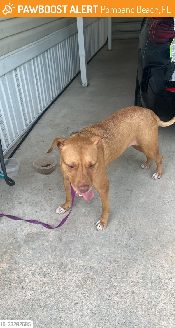 Found/Stray Female Dog last seen 48th & 1st ave Pompano, Pompano Beach, FL 33064