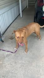 Found/Stray Female Dog last seen 48th & 1st ave Pompano, Pompano Beach, FL 33064
