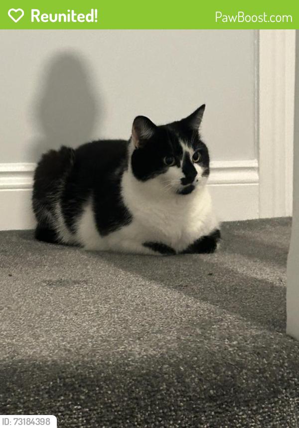 Reunited Female Cat last seen Near monks drive (my hse), Eye, England PE6 7WG