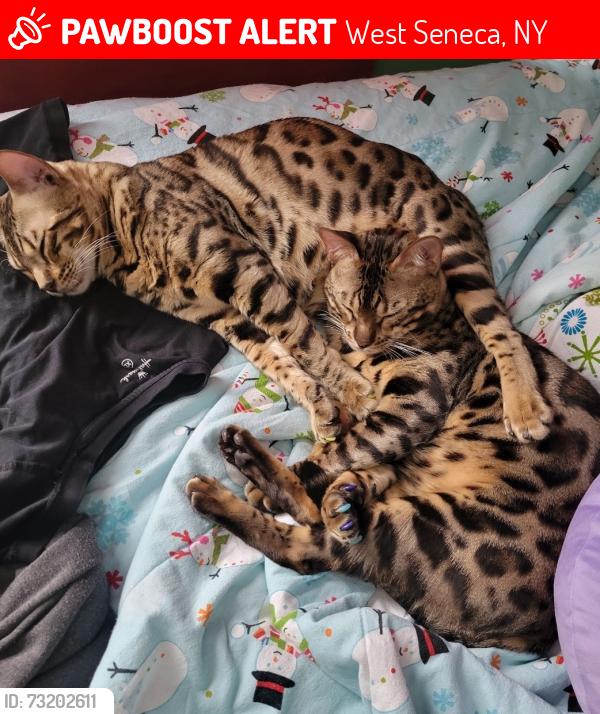 Lost Male Cat last seen Schultz and Transit/Lein Rd, Seneca Creek & Blossom, West Seneca, NY 14224