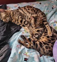 Lost Male Cat last seen Schultz and Transit/Lein Rd, Seneca Creek & Blossom, West Seneca, NY 14224