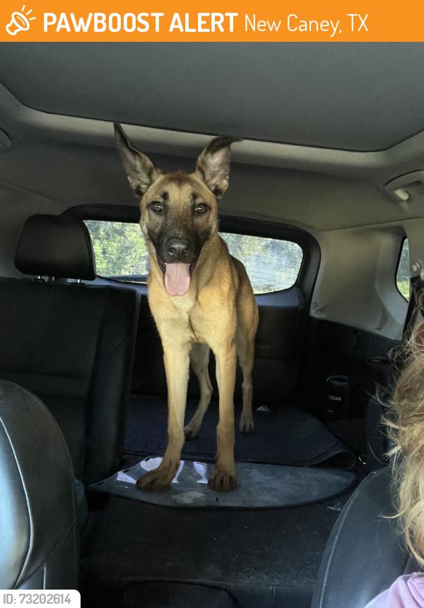 Found/Stray Male Dog last seen Fm 1485, New Caney, TX 77357