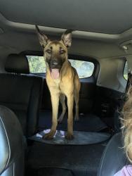 Found/Stray Male Dog last seen Fm 1485, New Caney, TX 77357