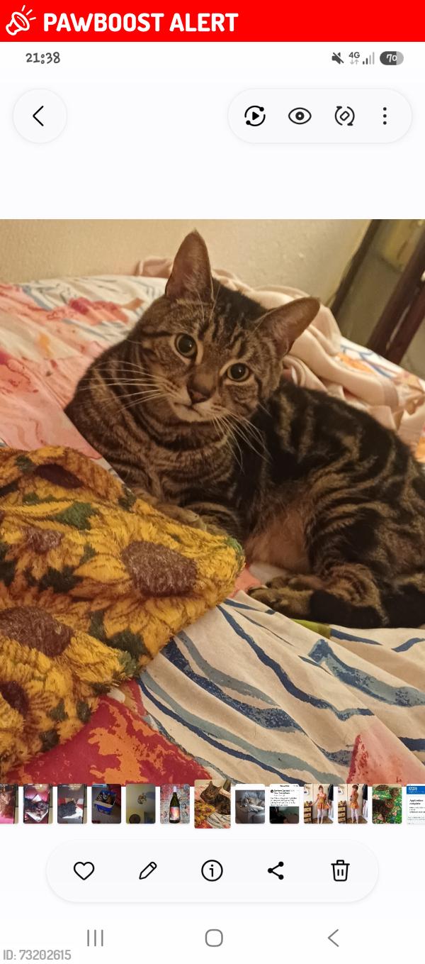 Lost Male Cat last seen Birchfield Gardens Walsall ws5 4eg, West Midlands, England WS5 4EG