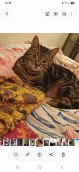 Lost Male Cat last seen Birchfield Gardens Walsall ws5 4eg, West Midlands, England WS5 4EG