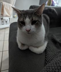 Lost Male Cat last seen Fuller & Hall, Grand Rapids, MI 49506