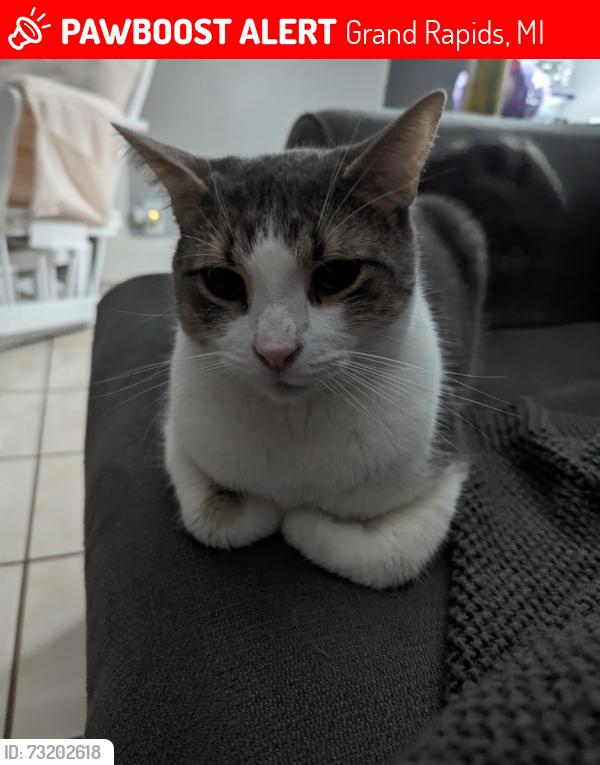 Lost Male Cat last seen Fuller & Hall, Grand Rapids, MI 49506