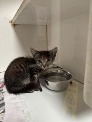 Shelter Stray Unknown Cat last seen Bethesda, MD, 20817, I-270 Spur, Montgomery (MD), MD, 4500 West Ox Rd, Fairfax, VA 22030, USA