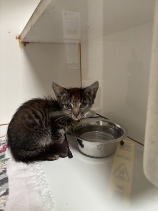 Shelter Stray Male Cat last seen Bethesda, MD, 20817, I-270 Spur, Montgomery (MD), MD, 4500 West Ox Rd, Fairfax, VA 22030, USA