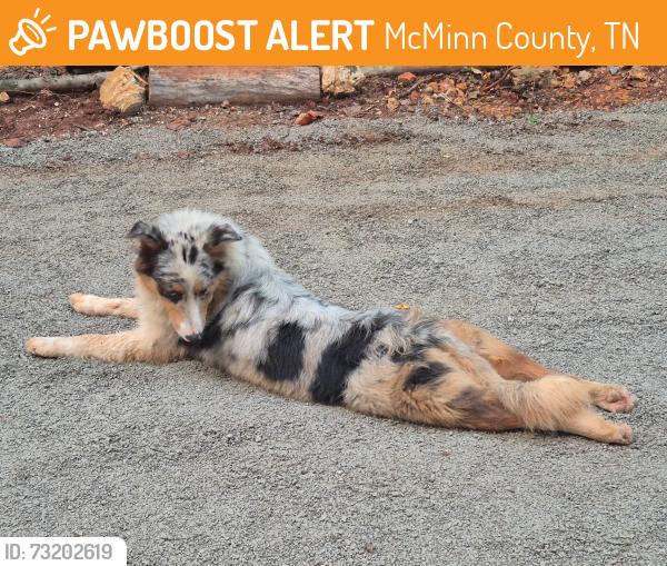 Found/Stray Unknown Dog last seen Co rd 100, McMinn County, TN 37303