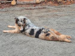 Found/Stray Unknown Dog last seen Co rd 100, McMinn County, TN 37303