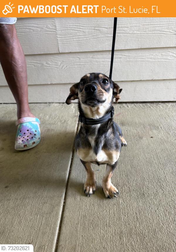 Surrendered Male Dog last seen port saint lucie, Port St. Lucie, FL 34986