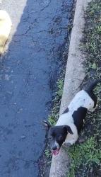 Lost Female Dog last seen Una dr deer park tx, Deer Park, TX 77536