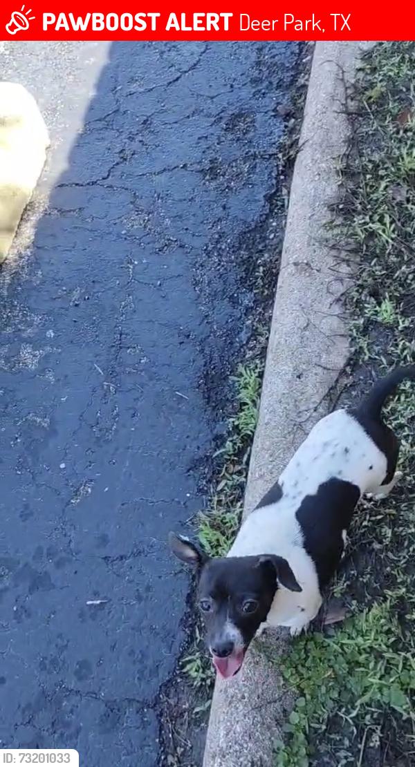 Lost Female Dog last seen Una dr deer park tx, Deer Park, TX 77536