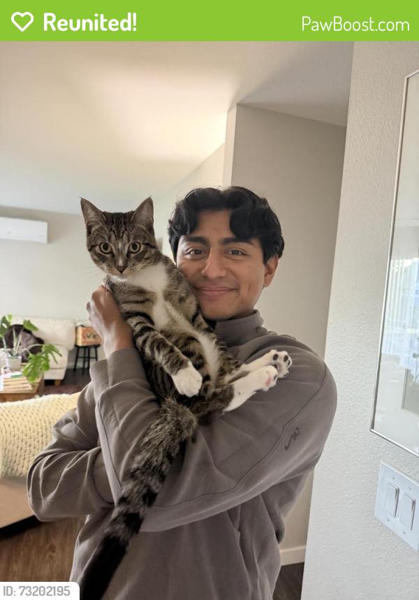 Reunited Male Cat last seen Mountain Park Recreation Center, Lake Oswego, OR 97035