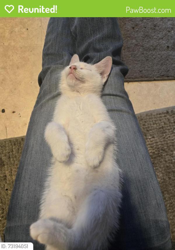 Reunited Unknown Cat last seen Cleveland, OH 44102, Cleveland, OH 44102