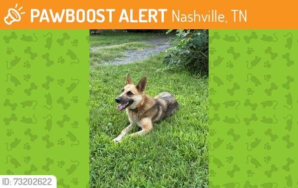 Found/Stray Female Dog last seen jacksonian dr and bonnalake dr, Nashville, TN 37076