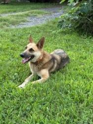 Found/Stray Female Dog last seen jacksonian dr and bonnalake dr, Nashville, TN 37076