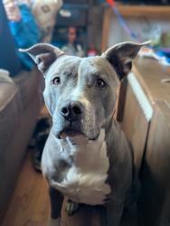 Reunited Female Dog last seen Belleview and Osceola, Littleton, CO 80123