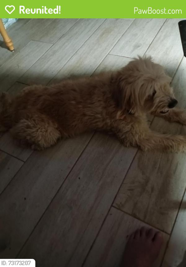 Reunited Female Dog last seen Top Hat, Alvin, TX 77511