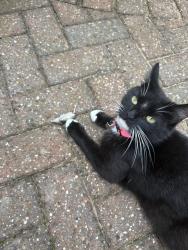 Lost Female Cat last seen Cedar Field, Clayton le woods, Clayton-le-Woods, England PR6 7RW