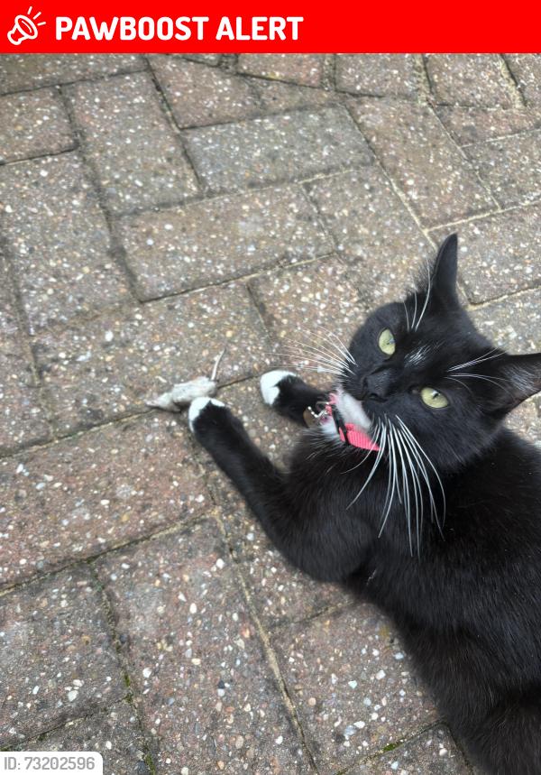 Lost Female Cat last seen Cedar Field, Clayton le woods, Clayton-le-Woods, England PR6 7RW