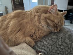Reunited Female Cat last seen Railroad Avenue /Main St Unionville, Farmington, CT 06085