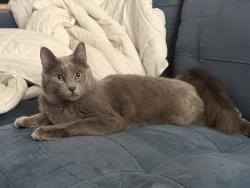 Lost Male Cat last seen Us 19 N & Tampa Rd, Palm Harbor, FL 34684