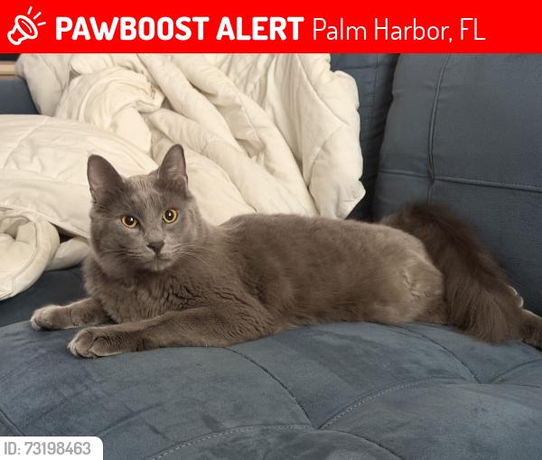 Lost Male Cat last seen Us 19 N & Tampa Rd, Palm Harbor, FL 34684