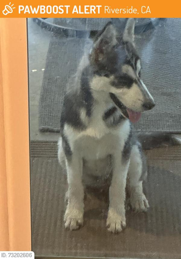 Found/Stray Unknown Dog last seen Columbia, Riverside, CA 92501