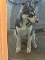 Found/Stray Unknown Dog last seen Columbia, Riverside, CA 92501