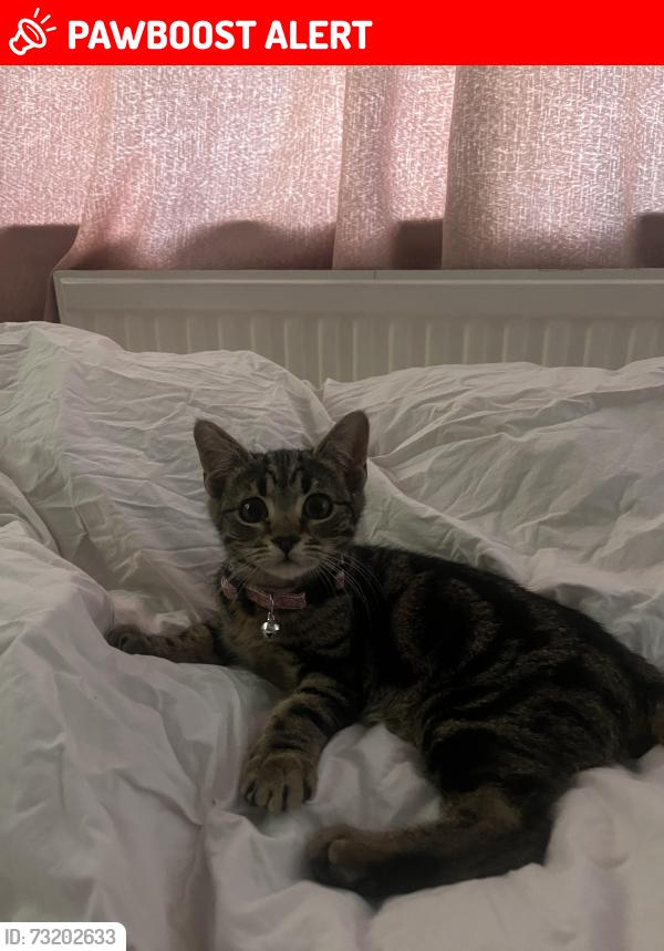Lost Female Cat last seen Bushes near Sheepwash Way, Longstanton, England 