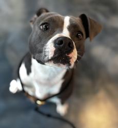 Shelter Stray Female Dog last seen southfield fwy, Southfield, MI, 48033, 1200 N Telegraph Building 42E, Pontiac, MI 48340, USA