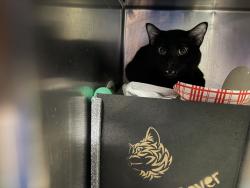 Shelter Stray Male Cat last seen Near W 85th Street, NEW YORK, NY, 10024, 326 E 110th St, New York, NY 10029, USA