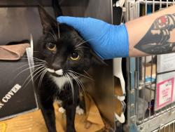 Shelter Stray Male Cat last seen ACC, NEW YORK, NY, 10029, 326 E 110th St, New York, NY 10029, USA