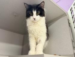 Shelter Stray Female Cat last seen Near Westchester Avenue, BRONX, NY, 10455, 326 E 110th St, New York, NY 10029, USA